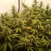 LemonCherryGelato / Gorilla Punch Auto