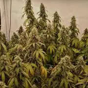 LemonCherryGelato / Gorilla Punch Auto