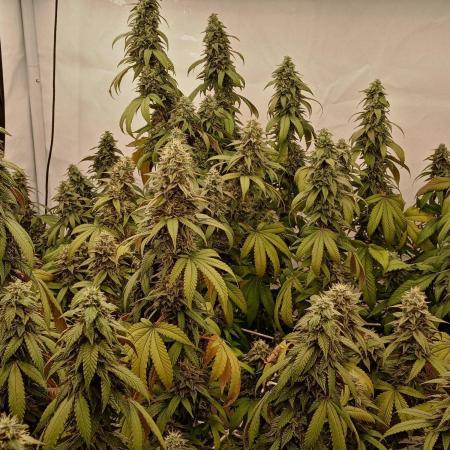 LemonCherryGelato / Gorilla Punch Auto