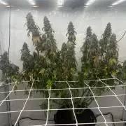 LemonCherryGelato / Gorilla Punch Auto