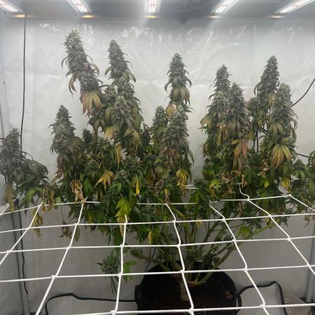 LemonCherryGelato / Gorilla Punch Auto