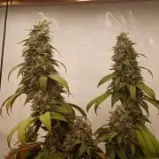 LemonCherryGelato / Gorilla Punch Auto