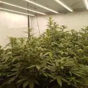 LemonCherryGelato / Gorilla Punch Auto