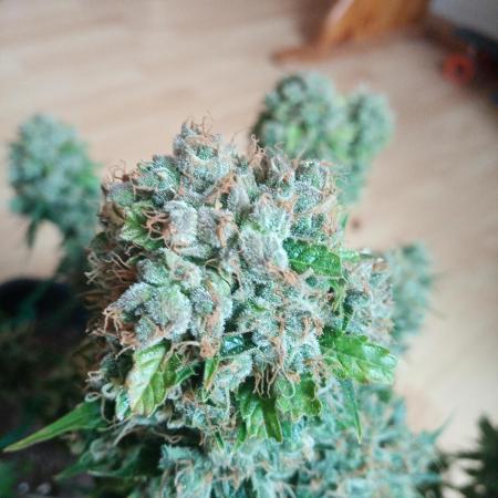 LemonCherryGelato / Gorilla Punch Auto