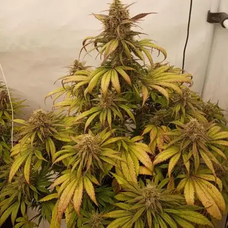 Strawberry Gorilla