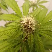 LemonCherryGelato / Gorilla Punch Auto