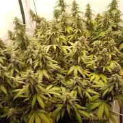 LemonCherryGelato / Gorilla Punch Auto