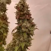 LemonCherryGelato / Gorilla Punch Auto