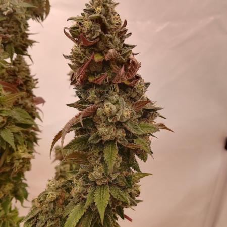 LemonCherryGelato / Gorilla Punch Auto