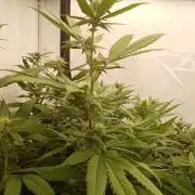 LemonCherryGelato / Gorilla Punch Auto