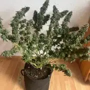 LemonCherryGelato / Gorilla Punch Auto