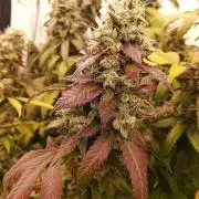 LemonCherryGelato / Gorilla Punch Auto
