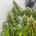 First Autogrow....cherry cola/big bud