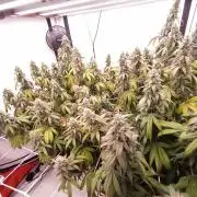 LemonCherryGelato / Gorilla Punch Auto
