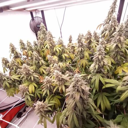 LemonCherryGelato / Gorilla Punch Auto