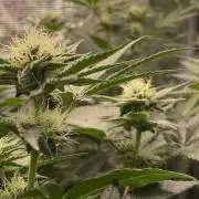 #2 renn