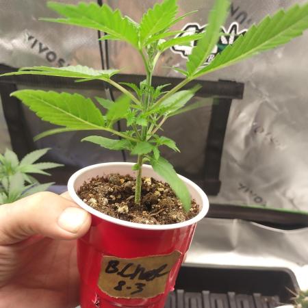 Autoflowers in fall.