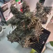 Coco Coir Training: ChocoLope Auto