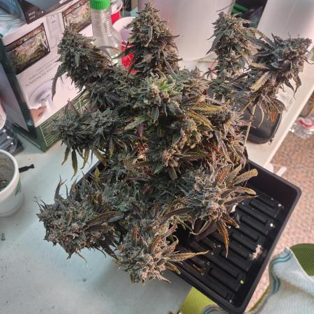 Coco Coir Training: ChocoLope Auto