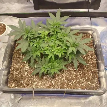 Permanent Marker first run micro setup