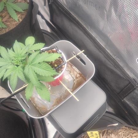Coco Coir Training: ChocoLope Auto