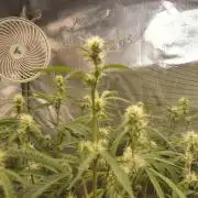 Autos In living Soil