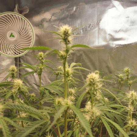 Autos In living Soil