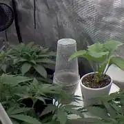 Autos In living Soil