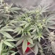 Coco Coir Training: ChocoLope Auto