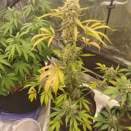 Autoflowers in fall