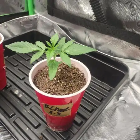 Autoflowers in fall.