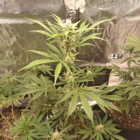 Autoflowers in fall.