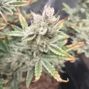 Autos In living Soil