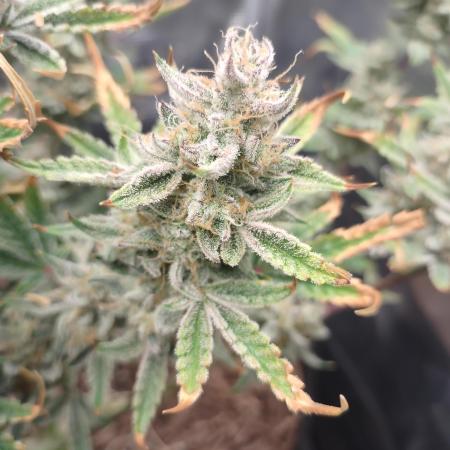 Autos In living Soil