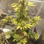 Autoflowers in fall