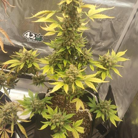 Autoflowers in fall