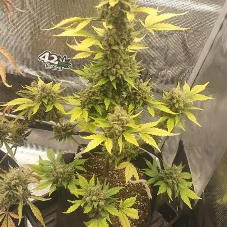 Autoflowers in fall