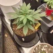 Autos In living Soil