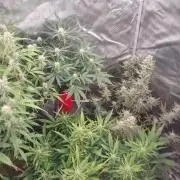 Coco Coir Training: ChocoLope Auto