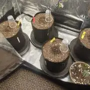 Autos In living Soil