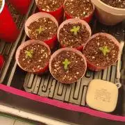 Mainely Genetics Micro Pheno Hunt