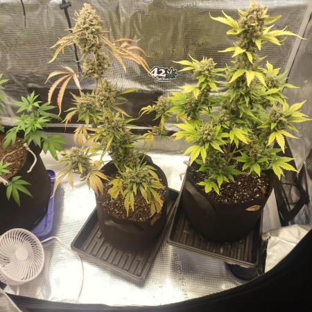 Autoflowers in fall