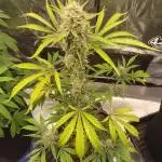 Autoflowers in fall.