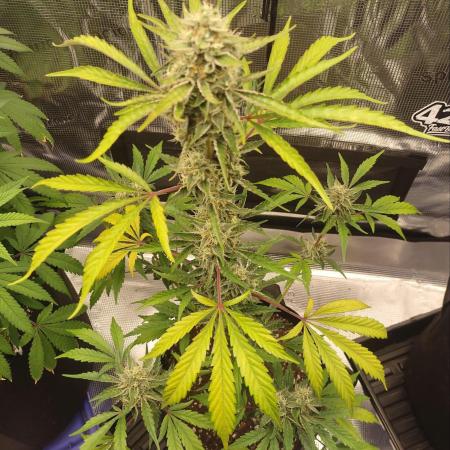 Autoflowers in fall.