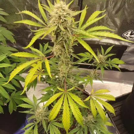 Autoflowers in fall.