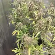 Autos In living Soil