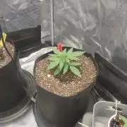 Autos In living Soil