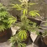 Autoflowers in fall.