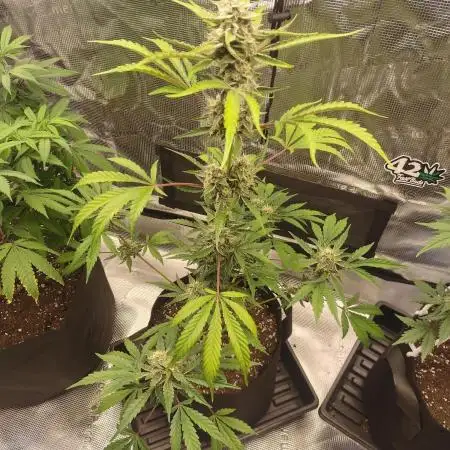 Autoflowers in fall.