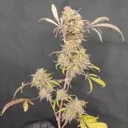 Autos In living Soil